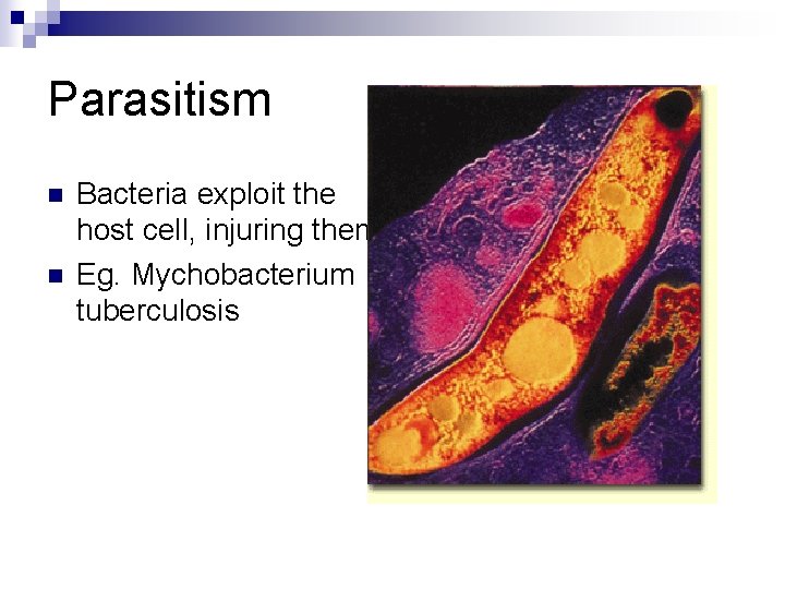 Parasitism n n Bacteria exploit the host cell, injuring them Eg. Mychobacterium tuberculosis 