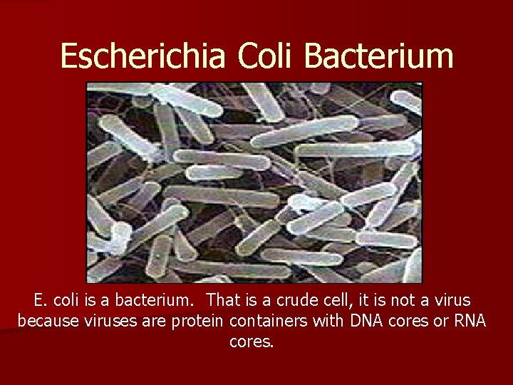 Escherichia Coli Bacterium E. coli is a bacterium. That is a crude cell, it