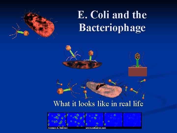 E. Coli and the Bacteriophage What it looks like in real life 