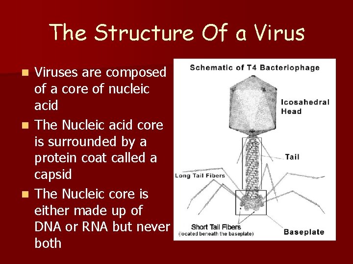 The Structure Of a Viruses are composed of a core of nucleic acid n