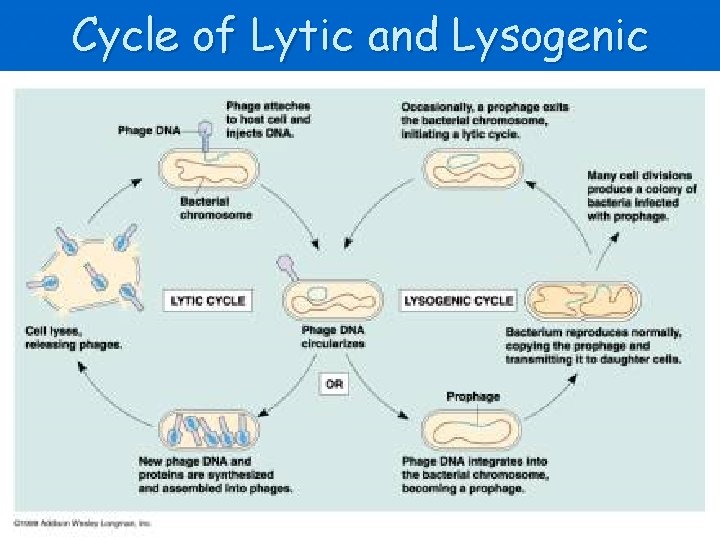 Cycle of Lytic and Lysogenic 