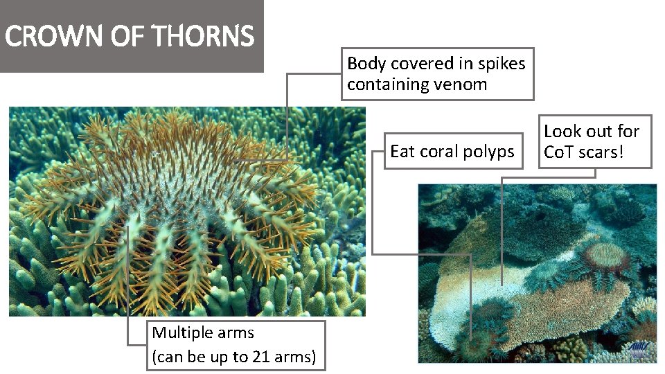 CROWN OF THORNS Body covered in spikes containing venom Eat coral polyps Multiple arms