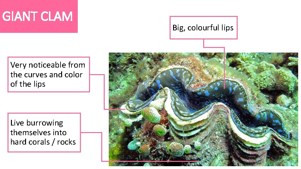GIANT CLAM Very noticeable from the curves and color of the lips Live burrowing