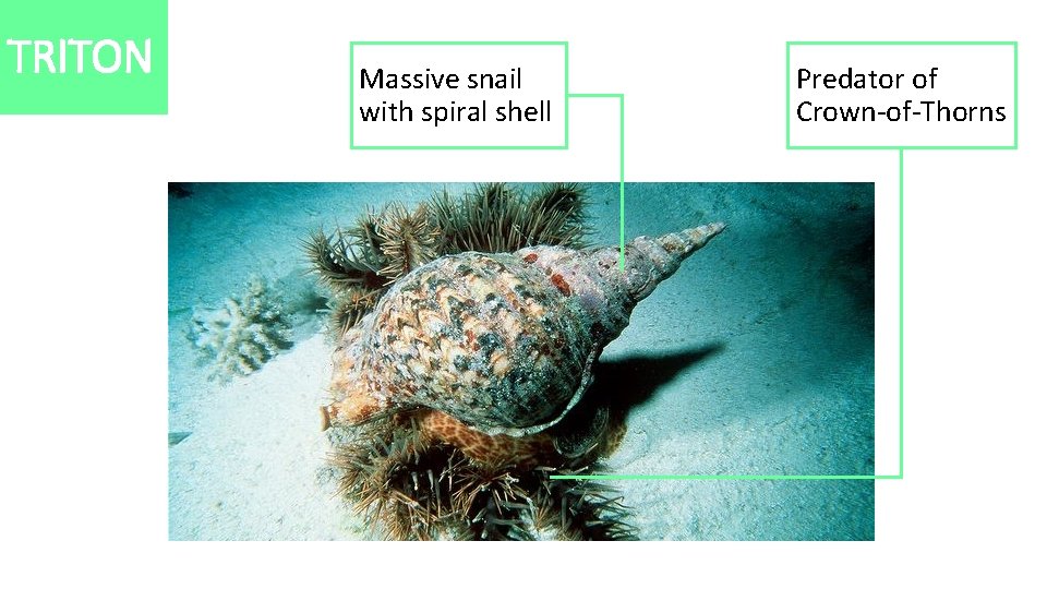 TRITON Massive snail with spiral shell Predator of Crown-of-Thorns 