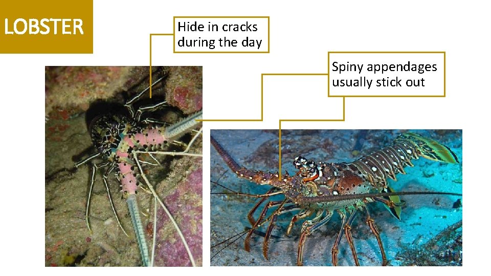 LOBSTER Hide in cracks during the day Spiny appendages usually stick out 