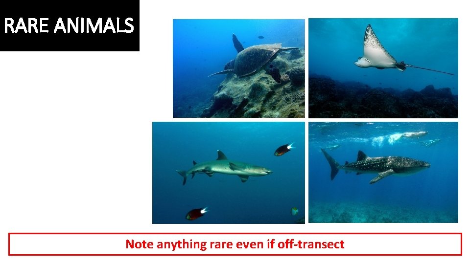 RARE ANIMALS Note anything rare even if off-transect 