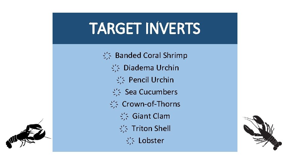 TARGET INVERTS Banded Coral Shrimp Diadema Urchin Pencil Urchin Sea Cucumbers Crown-of-Thorns Giant Clam
