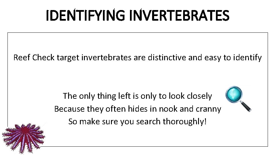 IDENTIFYING INVERTEBRATES Reef Check target invertebrates are distinctive and easy to identify The only
