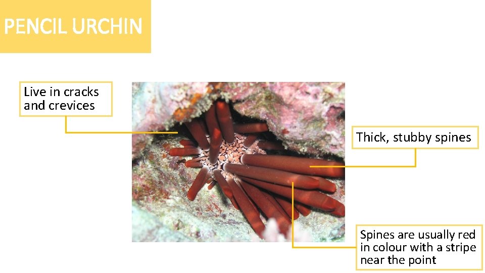 PENCIL URCHIN Live in cracks and crevices Thick, stubby spines Spines are usually red