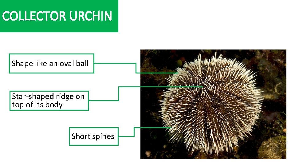 COLLECTOR URCHIN Shape like an oval ball Star-shaped ridge on top of its body