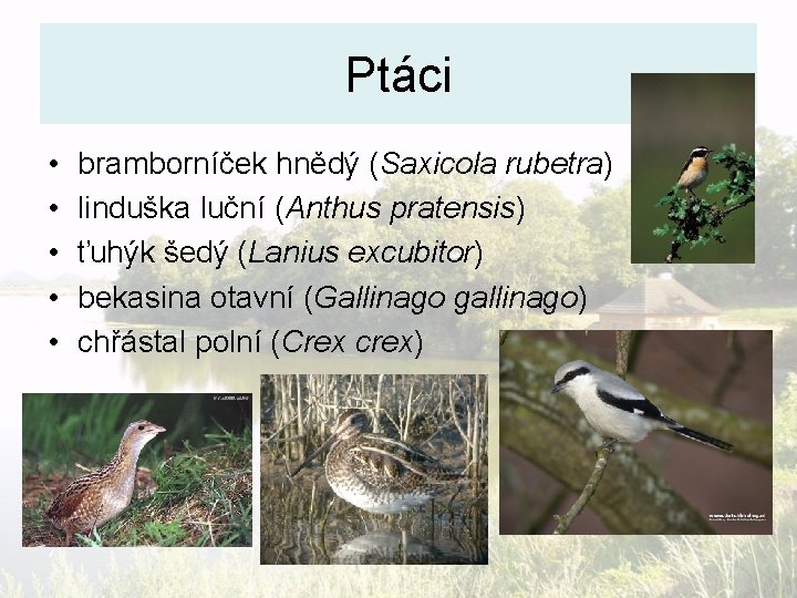 Ptáci • • • bramborníček hnědý (Saxicola rubetra) linduška luční (Anthus pratensis) ťuhýk šedý