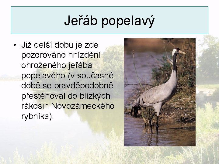 Jeřáb popelavý • Již delší dobu je zde pozorováno hnízdění ohroženého jeřába popelavého (v