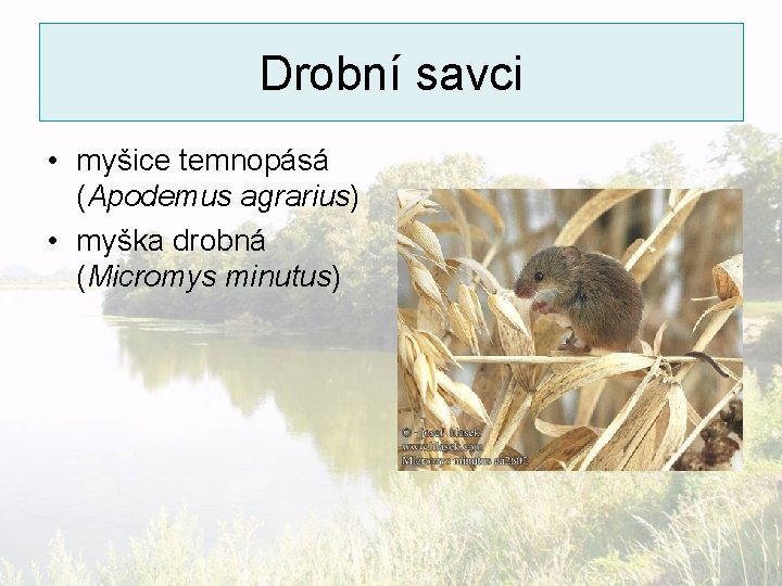 Drobní savci • myšice temnopásá (Apodemus agrarius) • myška drobná (Micromys minutus) 