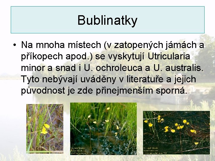 Bublinatky • Na mnoha místech (v zatopených jámách a příkopech apod. ) se vyskytují