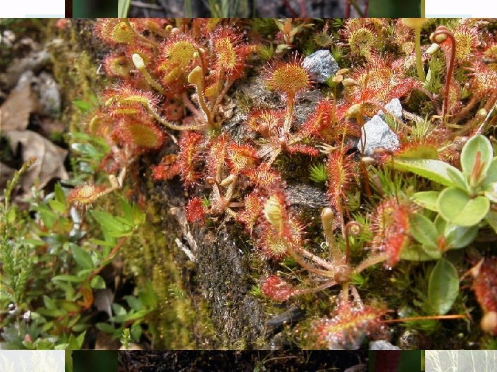 Další významné druhy • popelivka sibiřská (Ligularia sibirica) • hlízovec Loeselův (Liparis Loselii) •