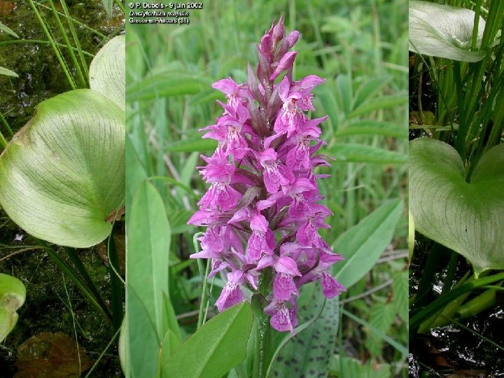 Další významné druhy rostlin • • • vrba plazivá (Salix repens) kosatec sibiřský (Iris