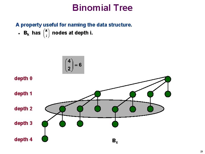 Binomial Tree A property useful for naming the data structure. n Bk has nodes