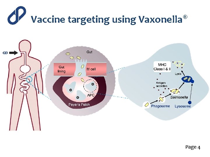 Vaccine targeting using Vaxonella® Page 4 