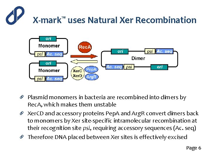X-mark™ uses Natural Xer Recombination Plasmid monomers in bacteria are recombined into dimers by