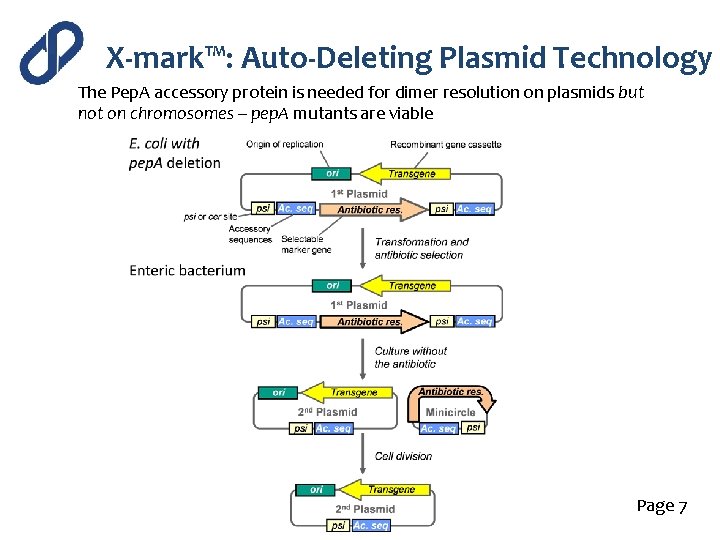 X-mark™: Auto-Deleting Plasmid Technology The Pep. A accessory protein is needed for dimer resolution