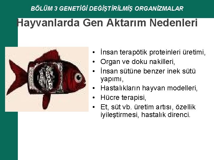 BÖLÜM 3 GENETİĞİ DEĞİŞTİRİLMİŞ ORGANİZMALAR Hayvanlarda Gen Aktarım Nedenleri • İnsan terapötik proteinleri üretimi,