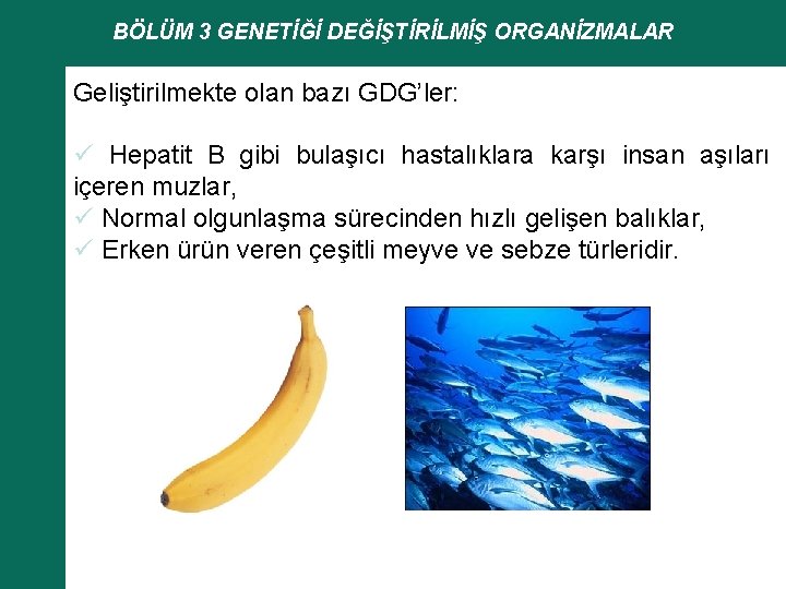 BÖLÜM 3 GENETİĞİ DEĞİŞTİRİLMİŞ ORGANİZMALAR Geliştirilmekte olan bazı GDG’ler: ü Hepatit B gibi bulaşıcı