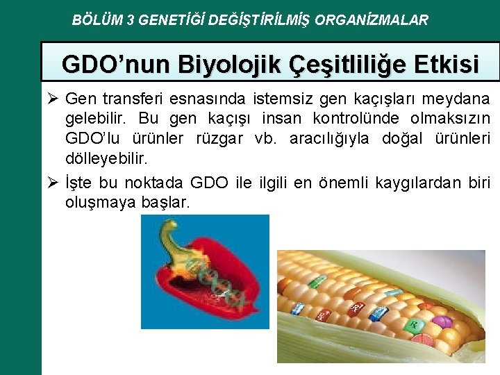 BÖLÜM 3 GENETİĞİ DEĞİŞTİRİLMİŞ ORGANİZMALAR GDO’nun Biyolojik Çeşitliliğe Etkisi Ø Gen transferi esnasında istemsiz