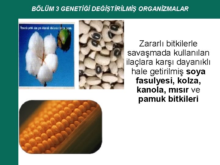 BÖLÜM 3 GENETİĞİ DEĞİŞTİRİLMİŞ ORGANİZMALAR Zararlı bitkilerle savaşmada kullanılan ilaçlara karşı dayanıklı hale getirilmiş