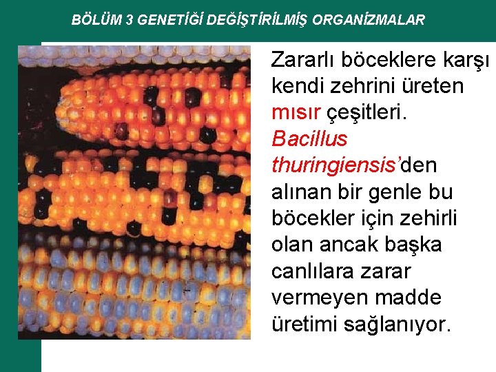 BÖLÜM 3 GENETİĞİ DEĞİŞTİRİLMİŞ ORGANİZMALAR Zararlı böceklere karşı kendi zehrini üreten mısır çeşitleri. Bacillus