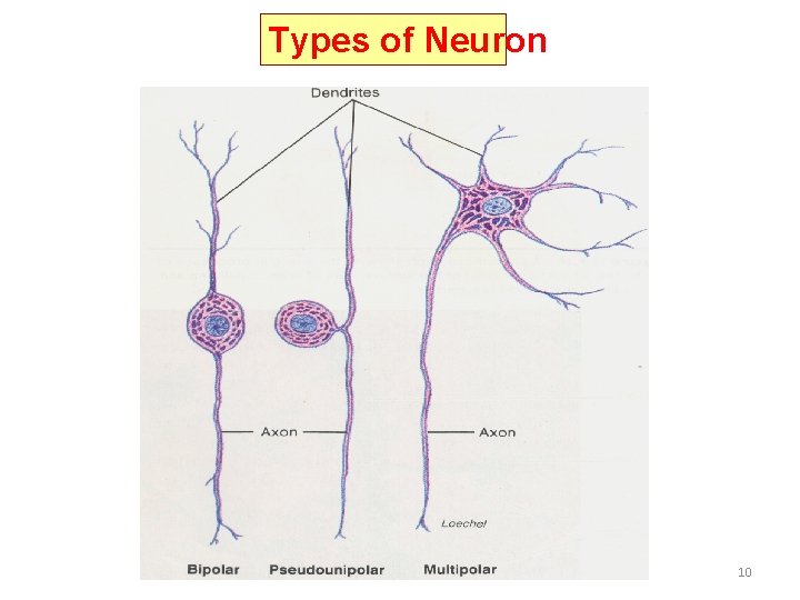 Types of Neuron 10 