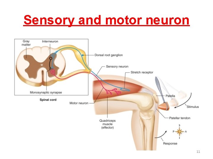 Sensory and motor neuron 11 