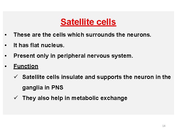 Satellite cells • These are the cells which surrounds the neurons. • It has