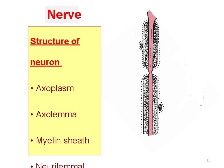Nerve Structure of neuron • Axoplasm • Axolemma • Myelin sheath 15 