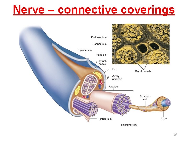 Nerve – connective coverings 16 