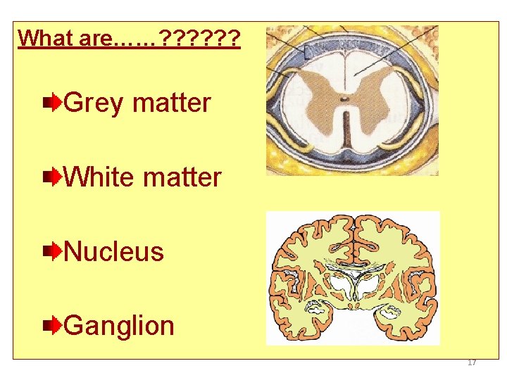 What are……? ? ? Grey matter White matter Nucleus Ganglion 17 