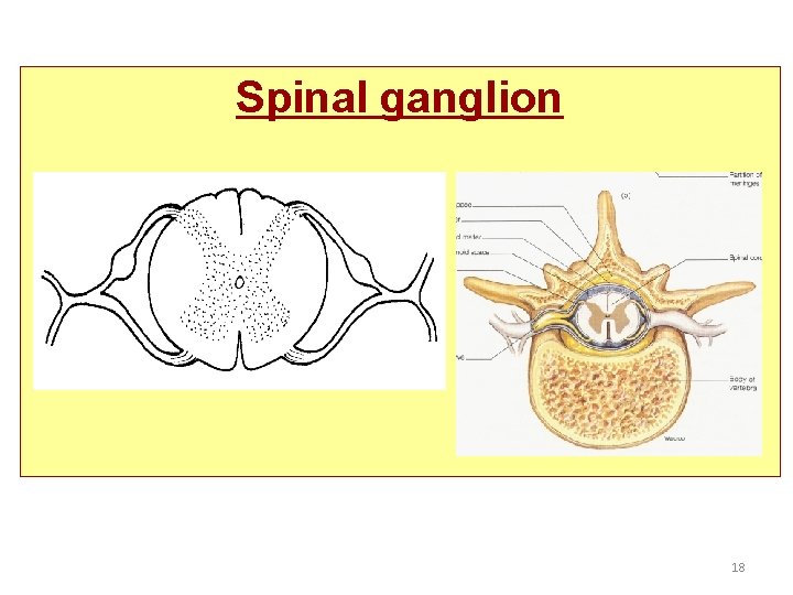 Spinal ganglion 18 