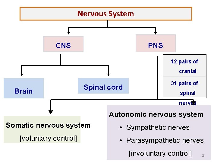 Nervous System CNS PNS 12 pairs of cranial Brain Spinal cord nerves 31 pairs