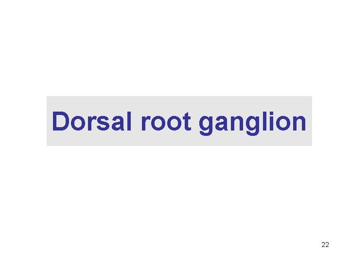 Dorsal root ganglion 22 