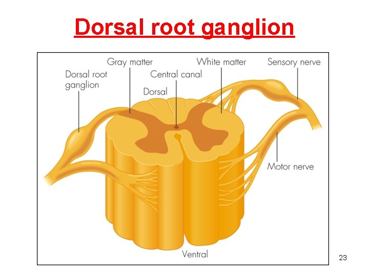 Dorsal root ganglion 23 
