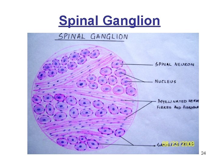 Spinal Ganglion 24 