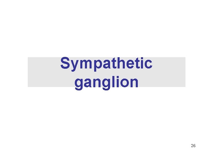 Sympathetic ganglion 26 