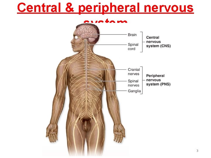 Central & peripheral nervous system 3 