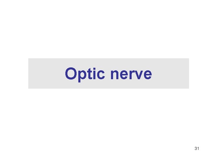Optic nerve 31 