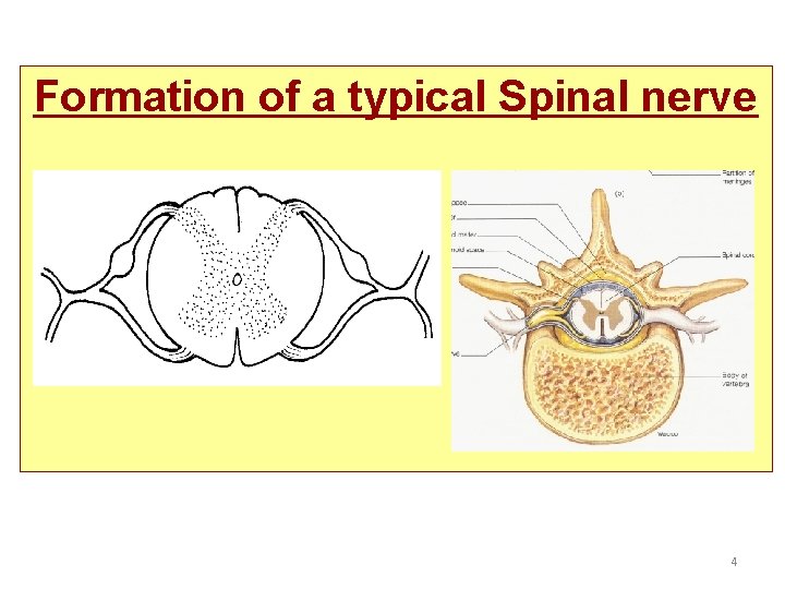 Formation of a typical Spinal nerve 4 