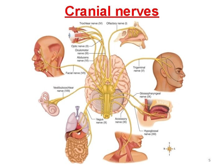 Cranial nerves 5 