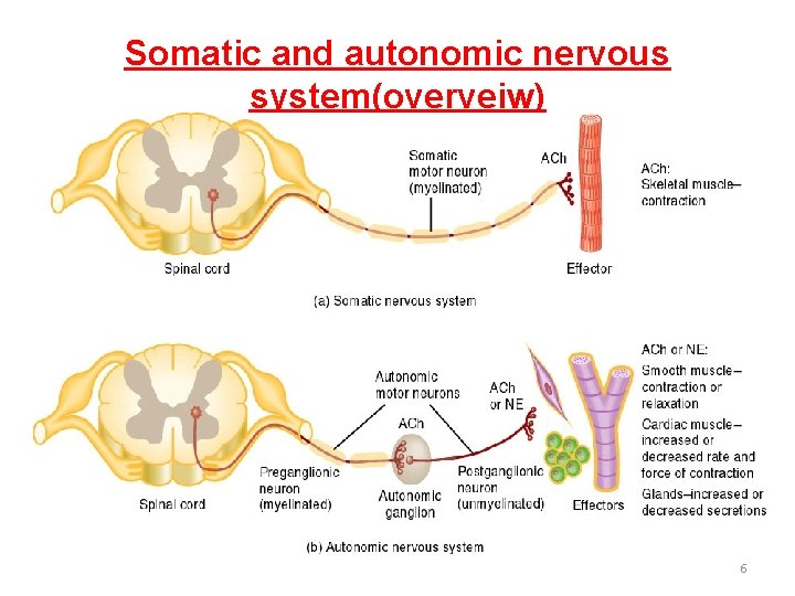 Somatic and autonomic nervous system(overveiw) 6 