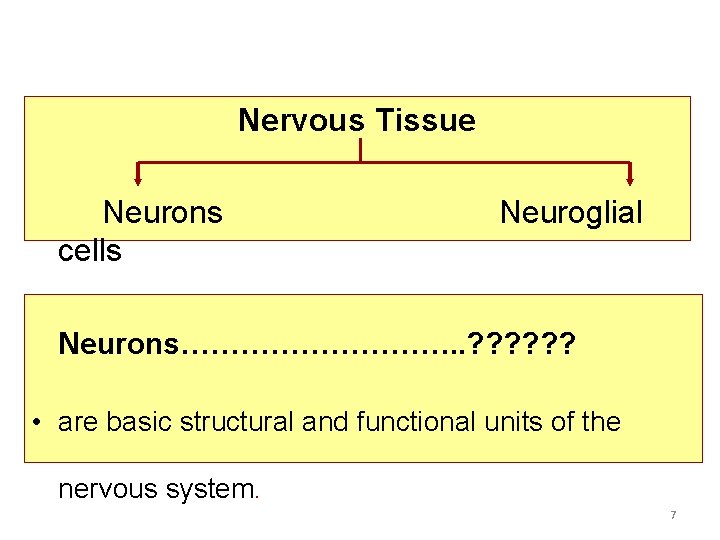 Nervous Tissue Neurons cells Neuroglial Neurons……………. . ? ? ? • are basic structural