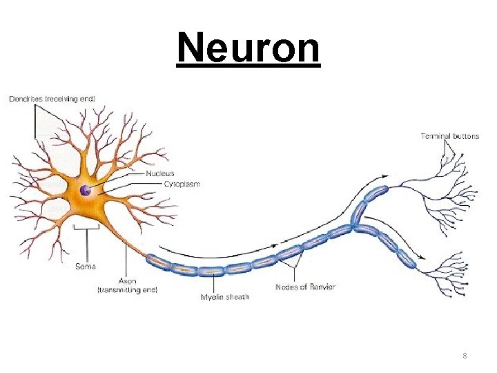 Neuron 8 