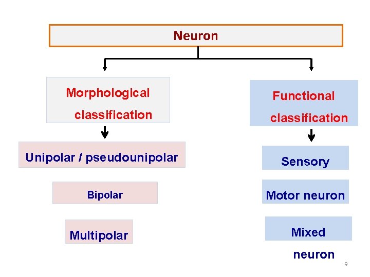 Neuron Morphological classification Unipolar / pseudounipolar Bipolar Multipolar Functional classification Sensory neuron Motor neuron