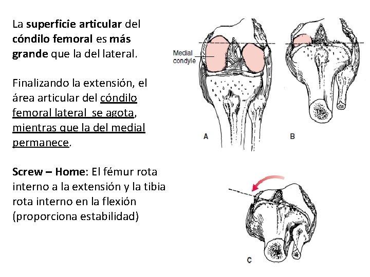La superficie articular del cóndilo femoral es más grande que la del lateral. Finalizando
